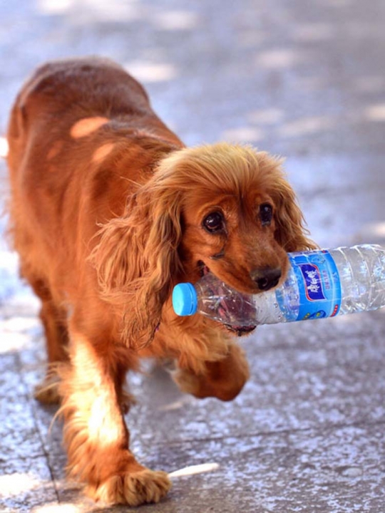 Mengenal anjing pemungut sampah botol plastik asal China