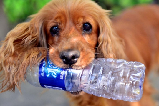 Mengenal anjing pemungut sampah botol plastik asal China