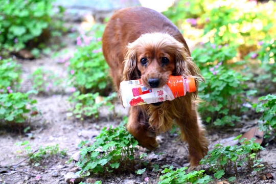 Mengenal anjing pemungut sampah botol plastik asal China