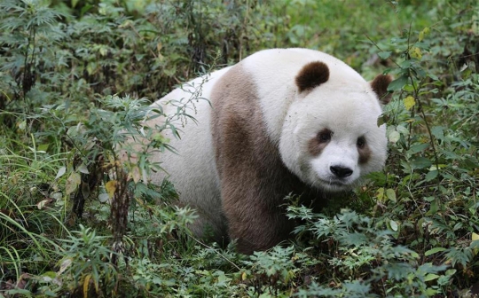 Mengenal Qizai, panda cokelat terbesar di China