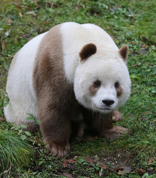 Mengenal Qizai, panda cokelat terbesar di China