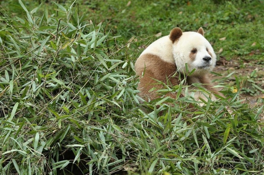 Mengenal Qizai, panda cokelat terbesar di China