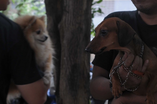 Cegah rabies, hewan-hewan peliharaan di Pondok Kopi divaksin