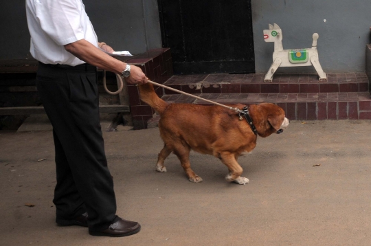 Cegah rabies, hewan-hewan peliharaan di Pondok Kopi divaksin