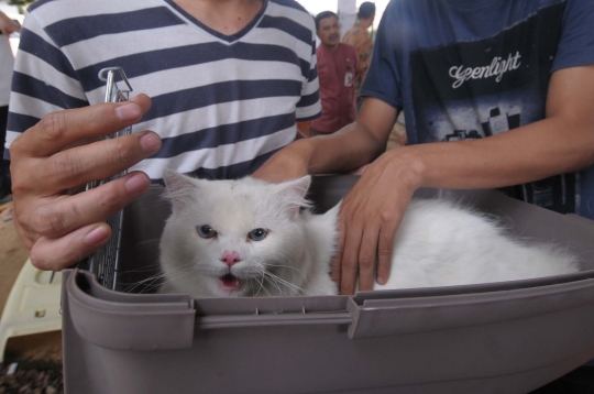 Cegah rabies, hewan-hewan peliharaan di Pondok Kopi divaksin