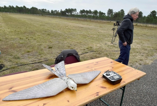 Penampakan Robird, drone berbentuk burung pemangsa