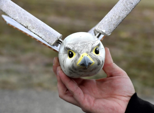 Penampakan Robird, drone berbentuk burung pemangsa