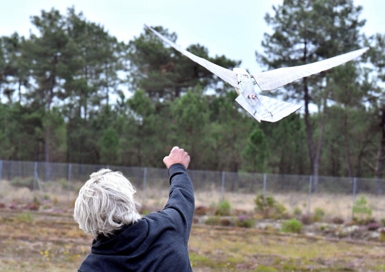 Penampakan Robird, drone berbentuk burung pemangsa