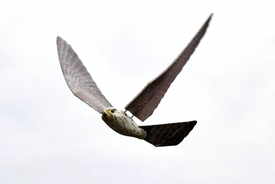 Penampakan Robird, drone berbentuk burung pemangsa