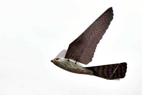 Penampakan Robird, drone berbentuk burung pemangsa