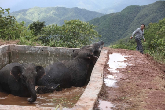 Dramatisnya penyelamatan gajah liar terjebak di kolam irigasi