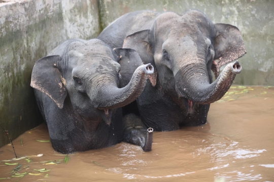 Dramatisnya penyelamatan gajah liar terjebak di kolam irigasi