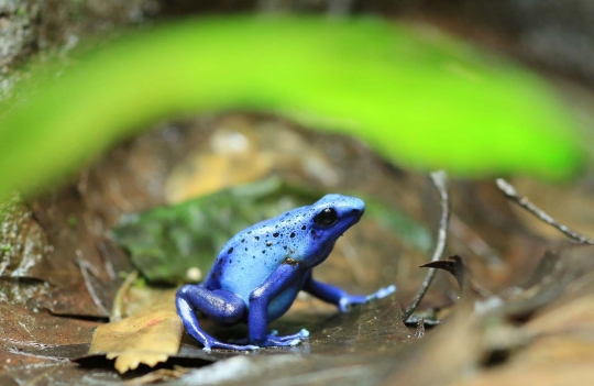 Foto Mengenal Katak Panah Emas Amfibi Paling Beracun Di Dunia