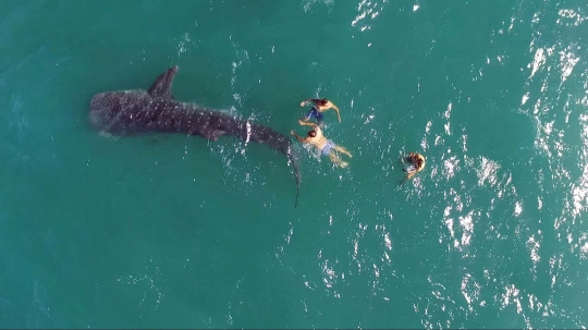 Pacu adrenalin berenang bareng hiu paus liar di Meksiko