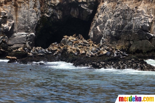 Foto Mengunjungi Istana Singa Laut Di Pulau Palomino Merdeka Com