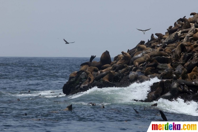 Foto Mengunjungi Istana Singa Laut Di Pulau Palomino Merdeka Com
