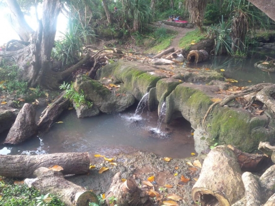 Menjelajahi landscape keindahan Taman Nasional Alas Purwo