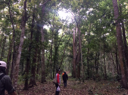 Menjelajahi landscape keindahan Taman Nasional Alas Purwo