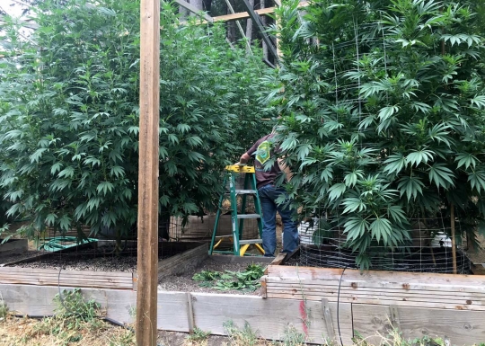 Geliat berkebun ganja di California