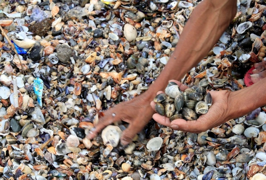 Warga Filipina 'panen' kerang usai terjangan Badai Haima