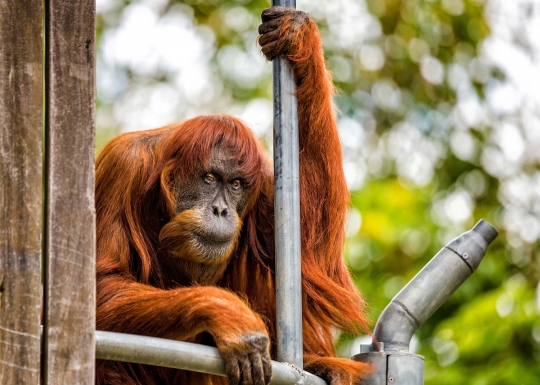 Ini Puan, orangutan asal Sumatera tertua di dunia
