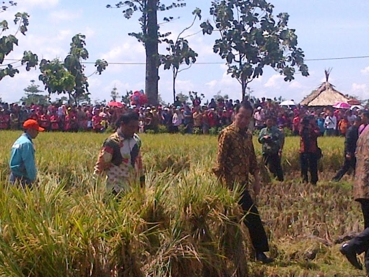 Jokowi panen raya di Boyolali