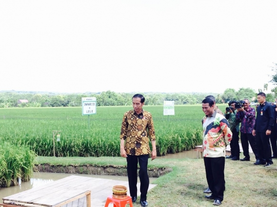 Jokowi panen raya di Boyolali