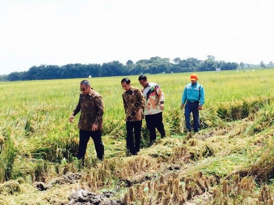 Jokowi panen raya di Boyolali