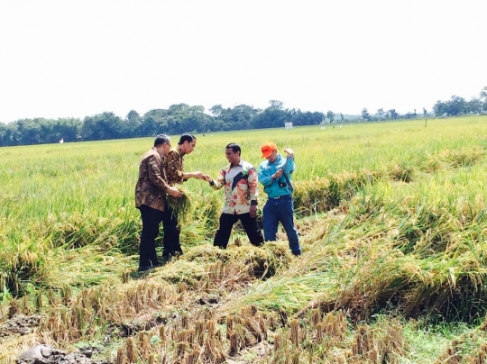 Jokowi panen raya di Boyolali