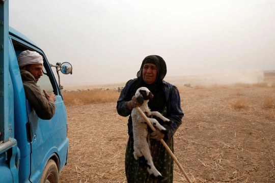 Pengungsi Irak berduyun-duyun selamatkan hewan ternak dari Mosul