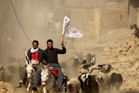 Pengungsi Irak berduyun-duyun selamatkan hewan ternak dari Mosul