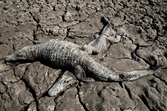 Buaya-buaya di Paraguay mati mengenaskan karena kekeringan