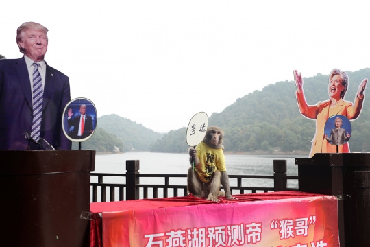 Aksi lucu seekor moyet di China ramal hasil Pemilu AS