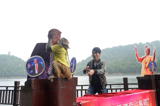 Aksi lucu seekor moyet di China ramal hasil Pemilu AS