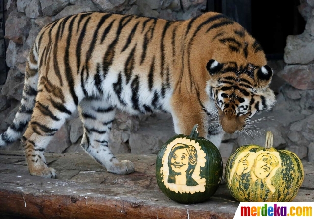 Download 53 Gambar Harimau Kutub Terbaru HD