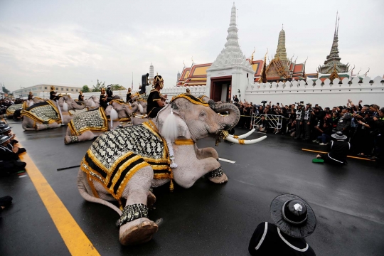 Aksi gajah putih beri penghormatan untuk Raja Thailand