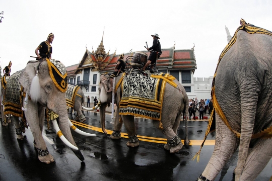 Aksi gajah putih beri penghormatan untuk Raja Thailand