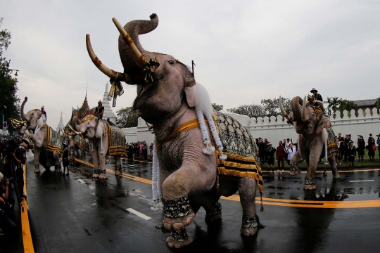 Aksi gajah putih beri penghormatan untuk Raja Thailand