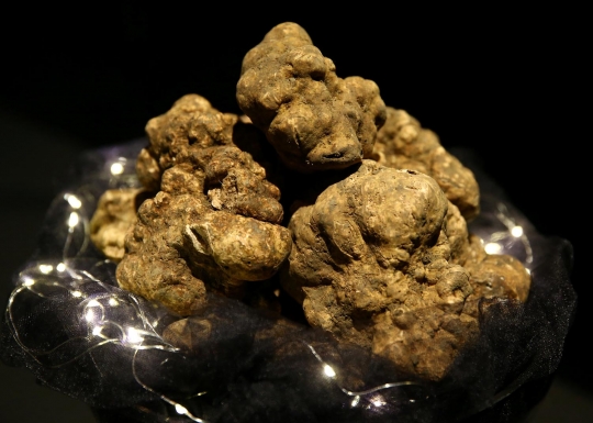 Melihat lebih dekat truffle, jamur termahal di dunia