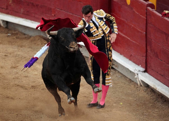 Matador ini habis-habisan ditanduk banteng