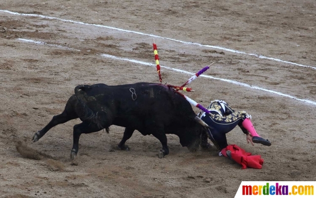 Foto : Matador ini habis-habisan ditanduk banteng merdeka.com