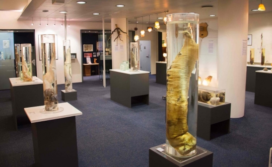Mengunjungi museum alat vital di Islandia