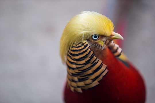 Burung di China ini terkenal karena berambut mirip Donald Trump