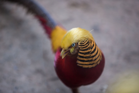 Burung di China ini terkenal karena berambut mirip Donald Trump