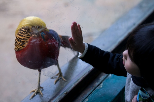 Burung di China ini terkenal karena berambut mirip Donald Trump