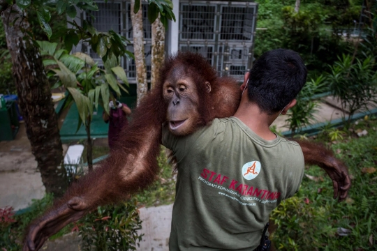 Upin bersama 3 orangutan lainnya dilepas ke hutan Aceh