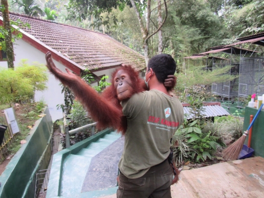 Upin bersama 3 orangutan lainnya dilepas ke hutan Aceh