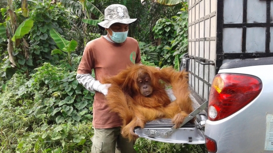 Upin bersama 3 orangutan lainnya dilepas ke hutan Aceh