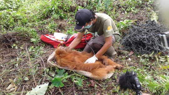 Upin bersama 3 orangutan lainnya dilepas ke hutan Aceh