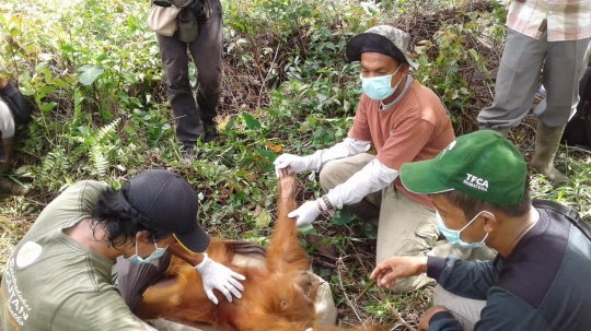 Upin bersama 3 orangutan lainnya dilepas ke hutan Aceh